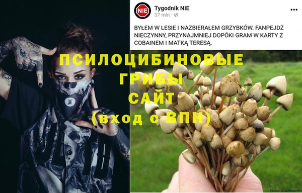 PSILOCYBIN Алзамай